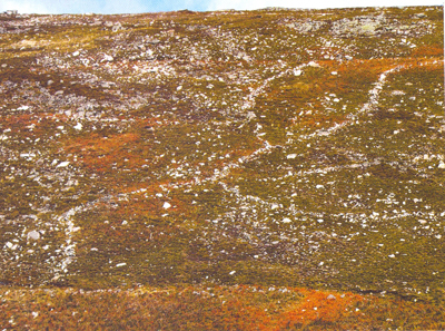 Geoglifos de la Serra Peneda con forma de bóvido, (Melgaho, Portugal). Fuente: tartessos.info