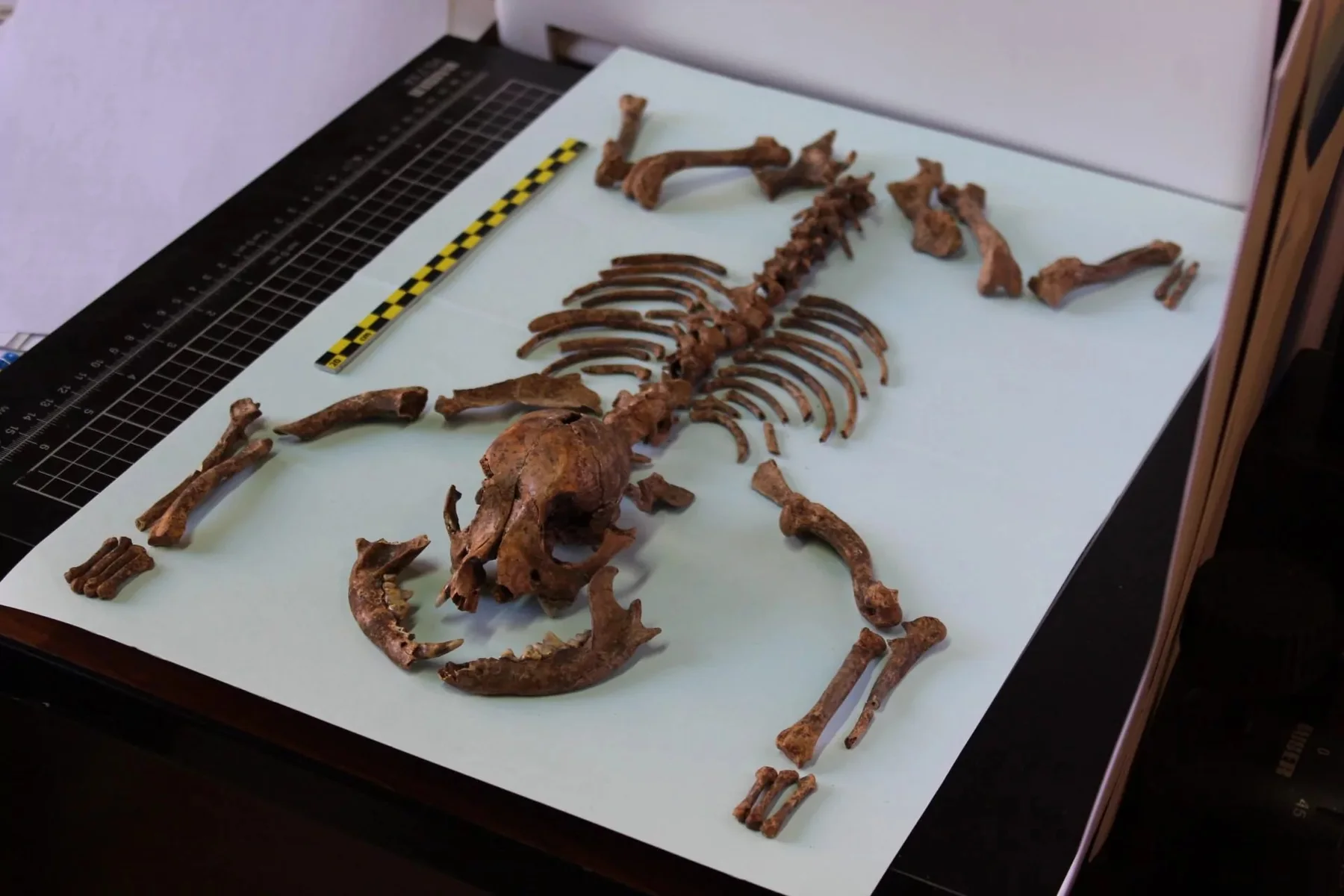 Restos óseos de un perro de Llanos del Pretorio documentados en laboratorio