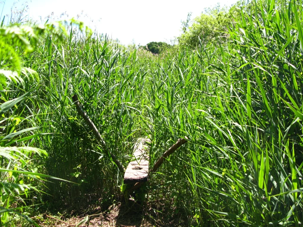 Reconstrucción moderna de un tramo del camino neolítico Sweet Track entre la vegetación de Somerset.