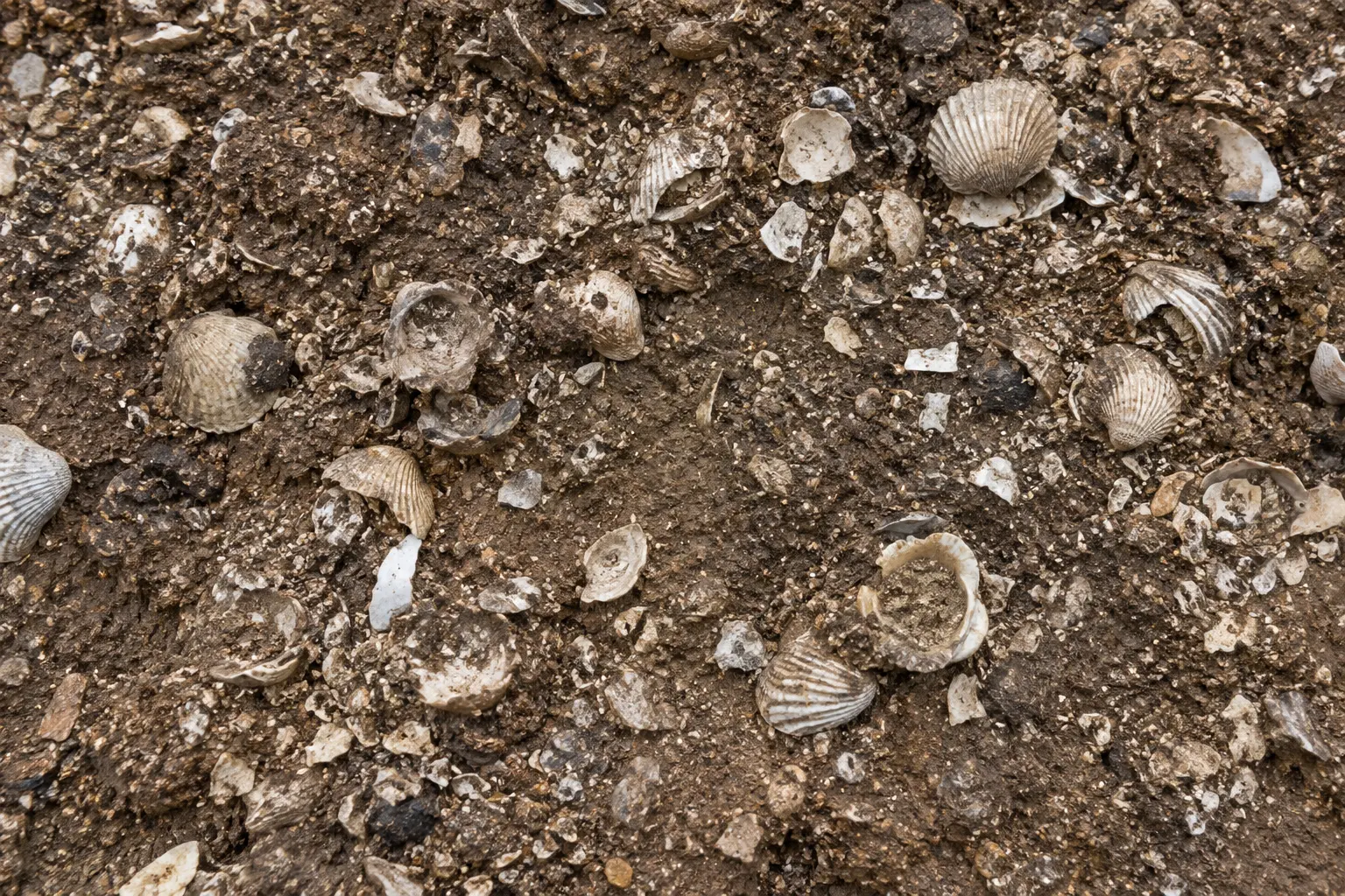 Vista cenital de fragmentos de conchas integrados en un sedimento terroso, ilustración generada con IA.