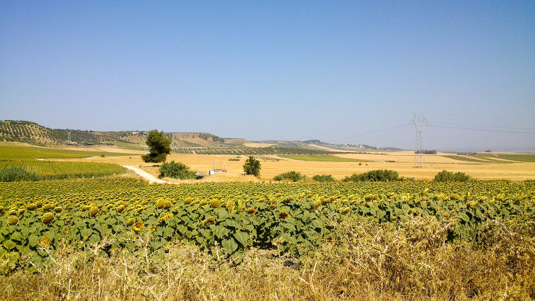 Campo de girasoles de Valencina de la Concepción