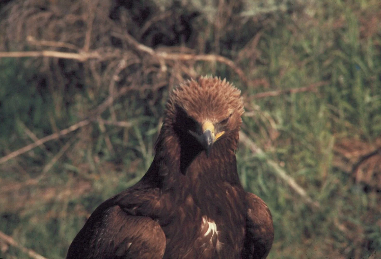 Primer plano de un águila real viva; imagen de la especie, no del alfiler arqueológico