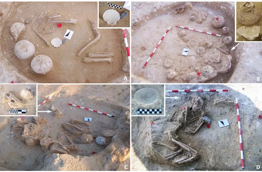 Selección de estructuras funerarias de Valencina con moluscos marinos - Fuente: La fauna del sector PP4-Montelirio. Corina Liessau et alii