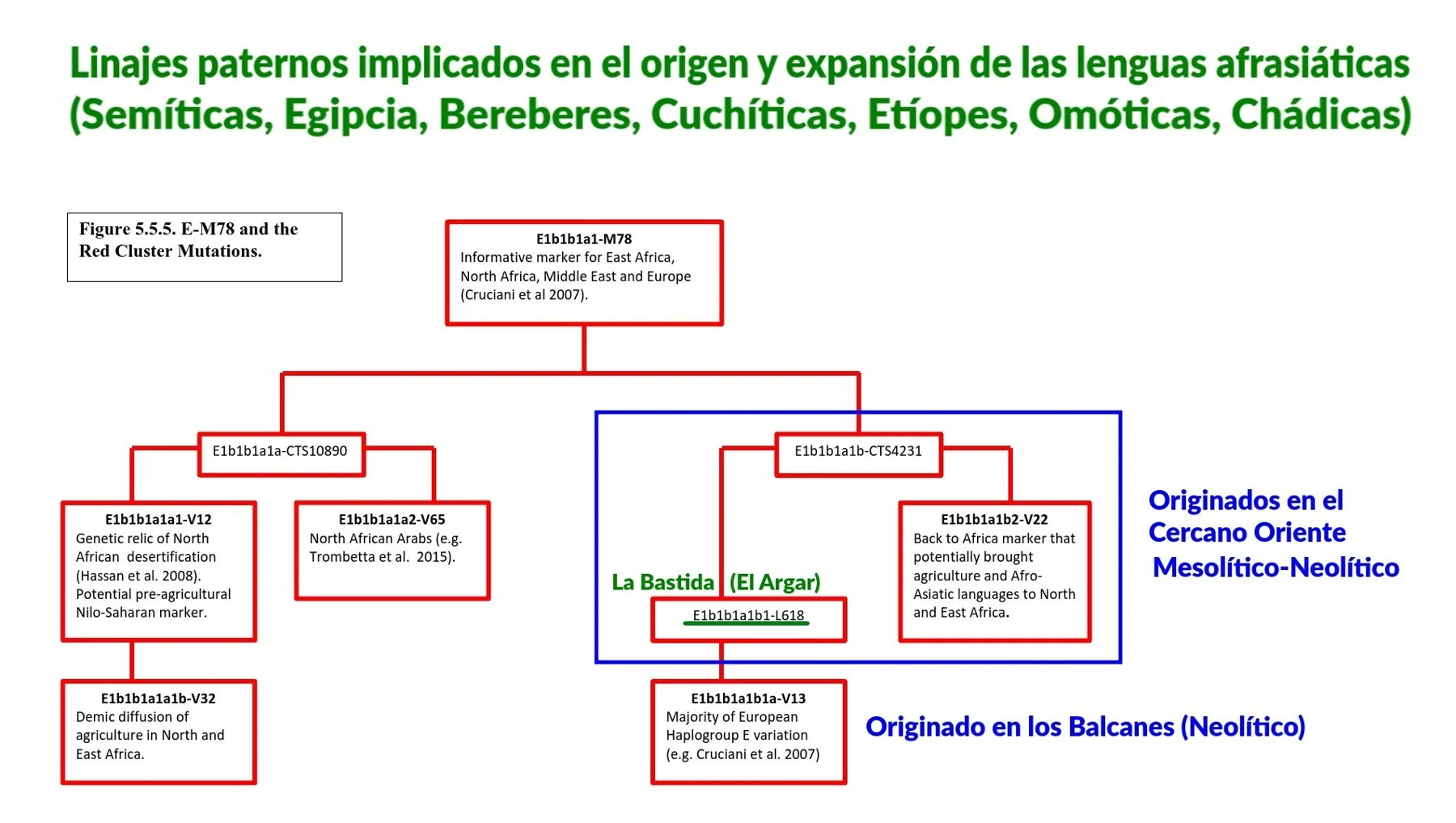 Linajes paternos implicados en el origen de las lenguas afrasiáticas (Semíticas, Egipcias, Bereberes...) de donde procede el E-L618 hallado en El Argar