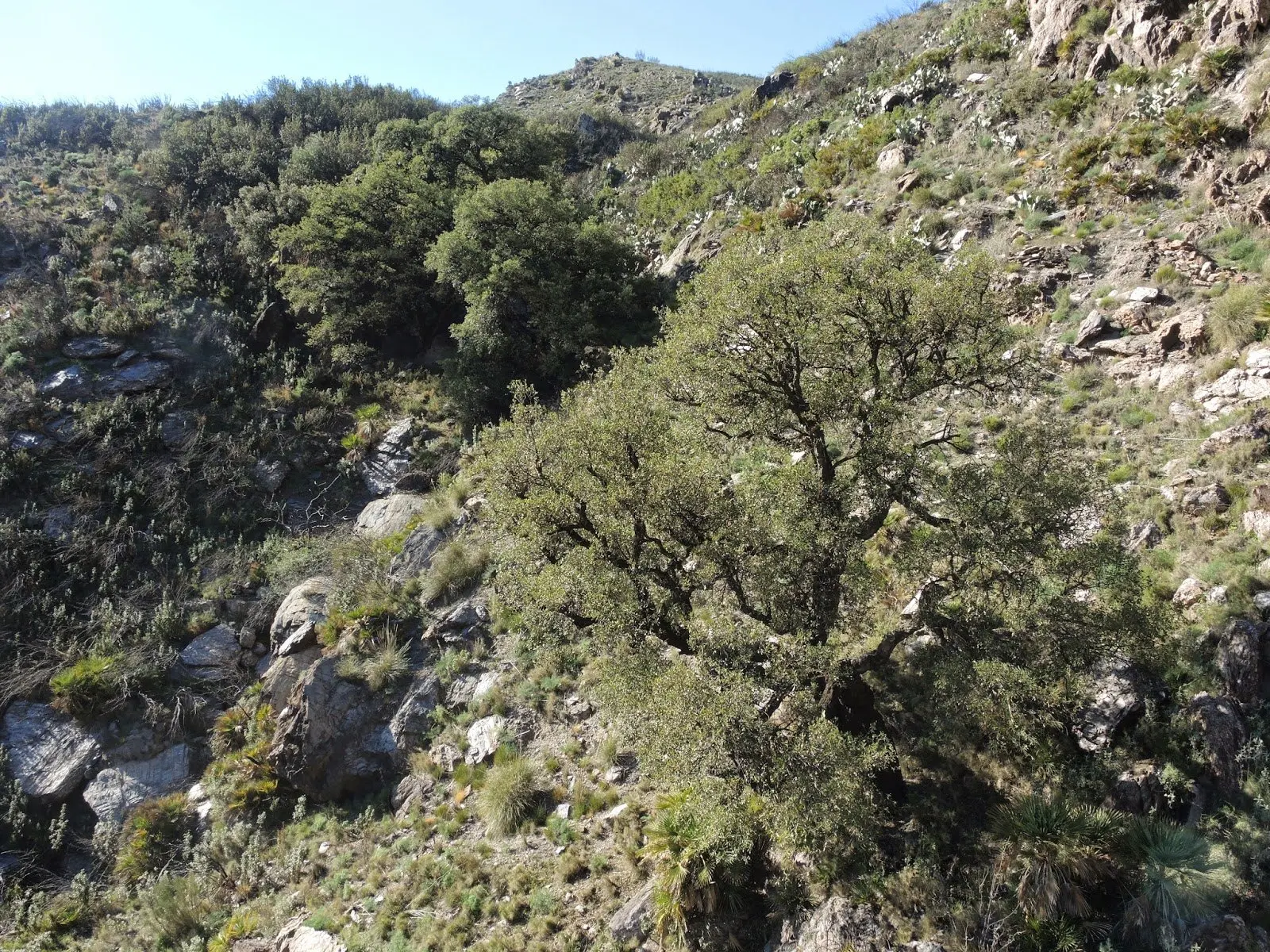 Alcornocal de Sierra Cabrera