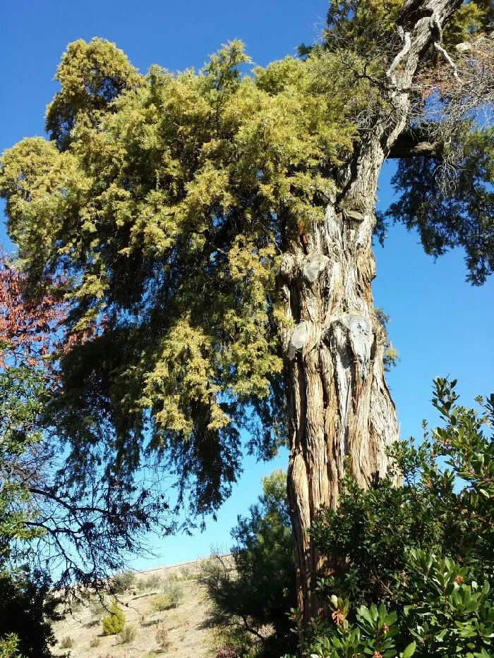 Ciprés de San Juan de la Cruz en el Carmen de los Mártires, Granada - Foto de Granadagarden