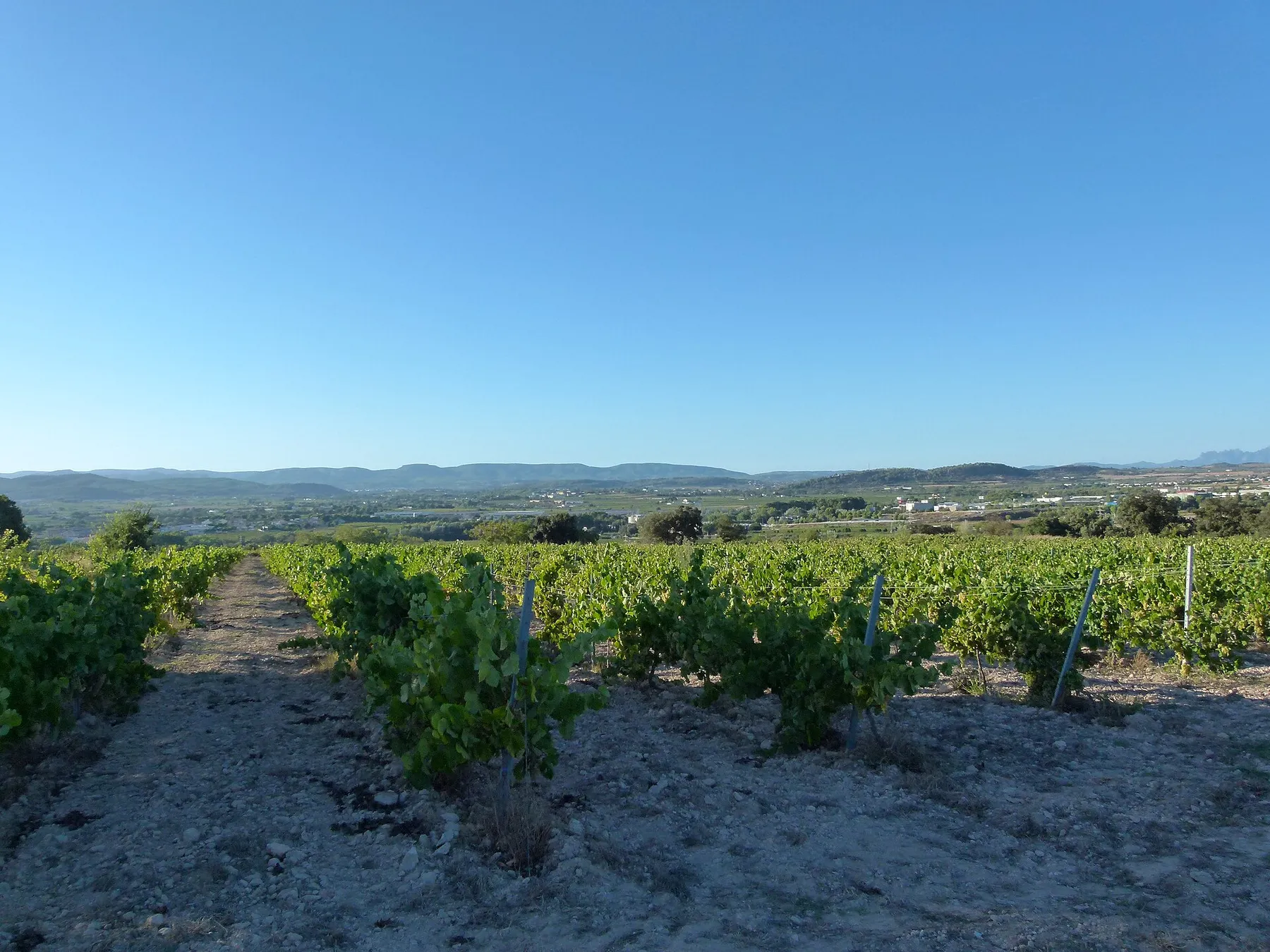 Viñedo de Espitlles con vistas hacia Castellví de la Marca, en el Penedès